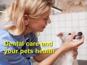 Read more about the article Dental care and your pets health