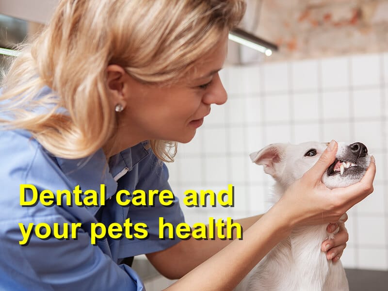 You are currently viewing Dental care and your pets health