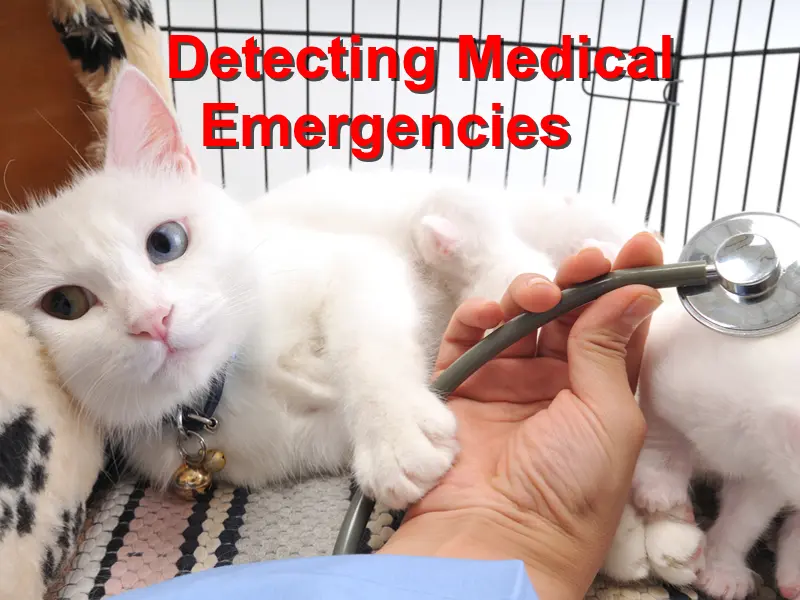 Read more about the article Detecting Medical Emergency Situations