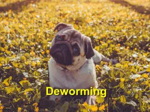 Read more about the article Deworming your pet