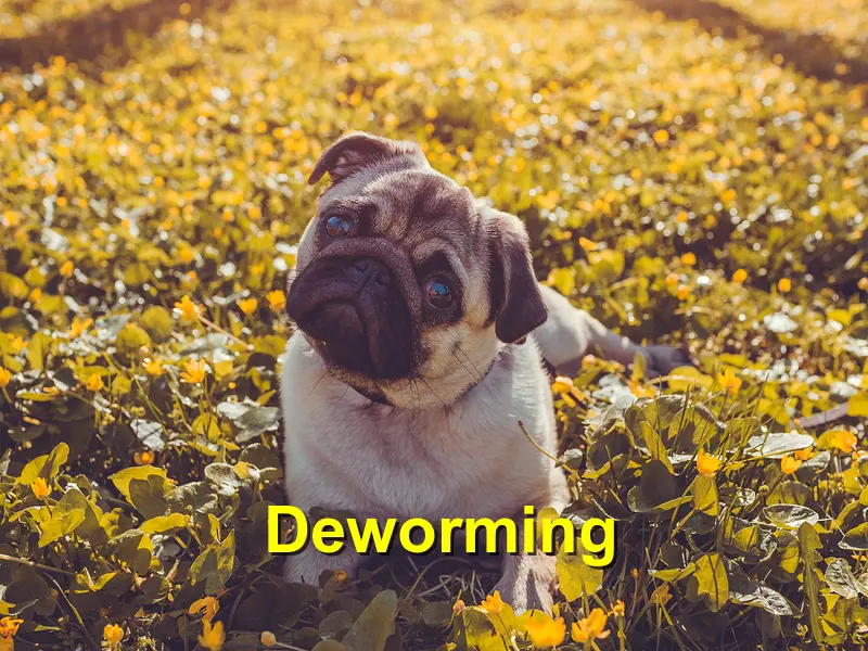 You are currently viewing Deworming your pet