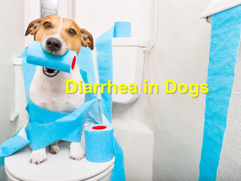 You are currently viewing Diarrhea in Dogs