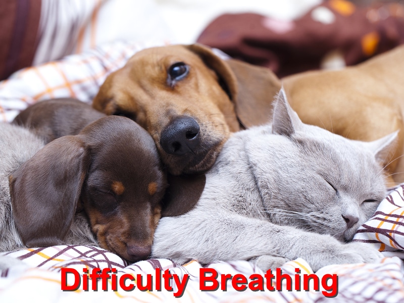 Read more about the article Difficulty Breathing