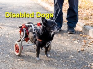 Read more about the article Disabled Dogs