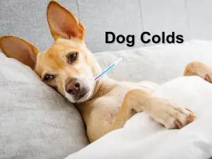 Read more about the article Dog colds