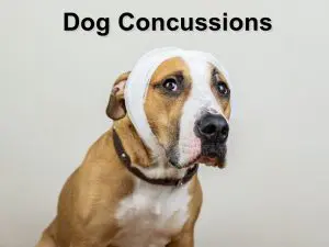 Read more about the article Dog Concussions