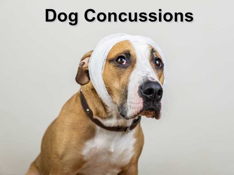 Dog Concussions Emergency Animal Care Braselton