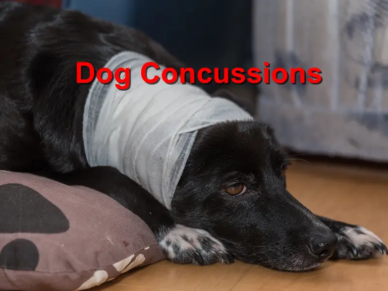 You are currently viewing Concussions in Dogs