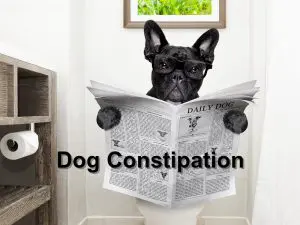 Read more about the article Dog Constipation