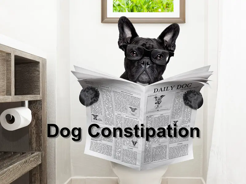 You are currently viewing Dog Constipation