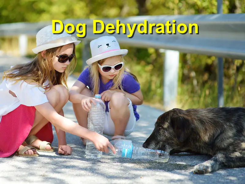 You are currently viewing Dog Dehydration
