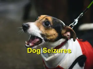 Read more about the article Dog Seizures