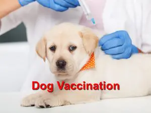 Read more about the article Dog Vaccination