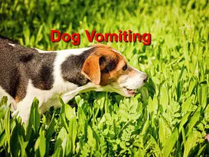 Read more about the article Dog Vomiting