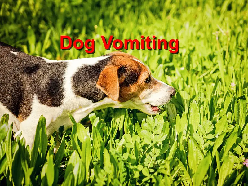 You are currently viewing Dog Vomiting