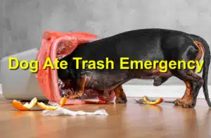 Dog ate trash emergency
