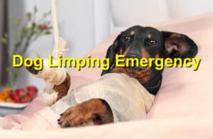 Dog limping emergency