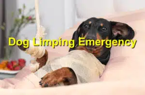 Dog limping emergency