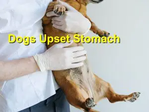 Read more about the article Dogs Upset Stomach