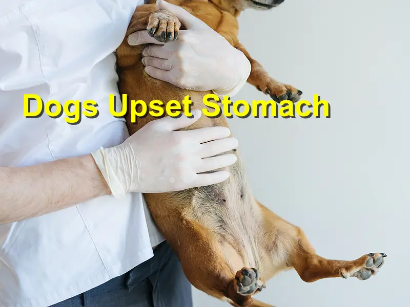 You are currently viewing Dogs Upset Stomach