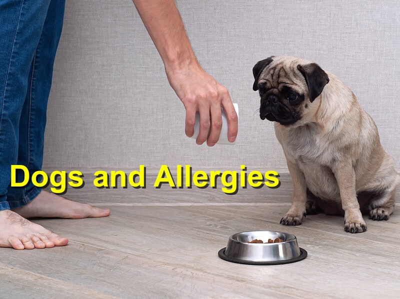 Read more about the article Dogs and Allergies