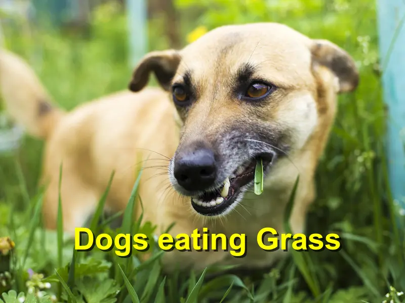 You are currently viewing Dogs eating Grass