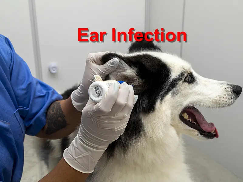 You are currently viewing Ear Infection