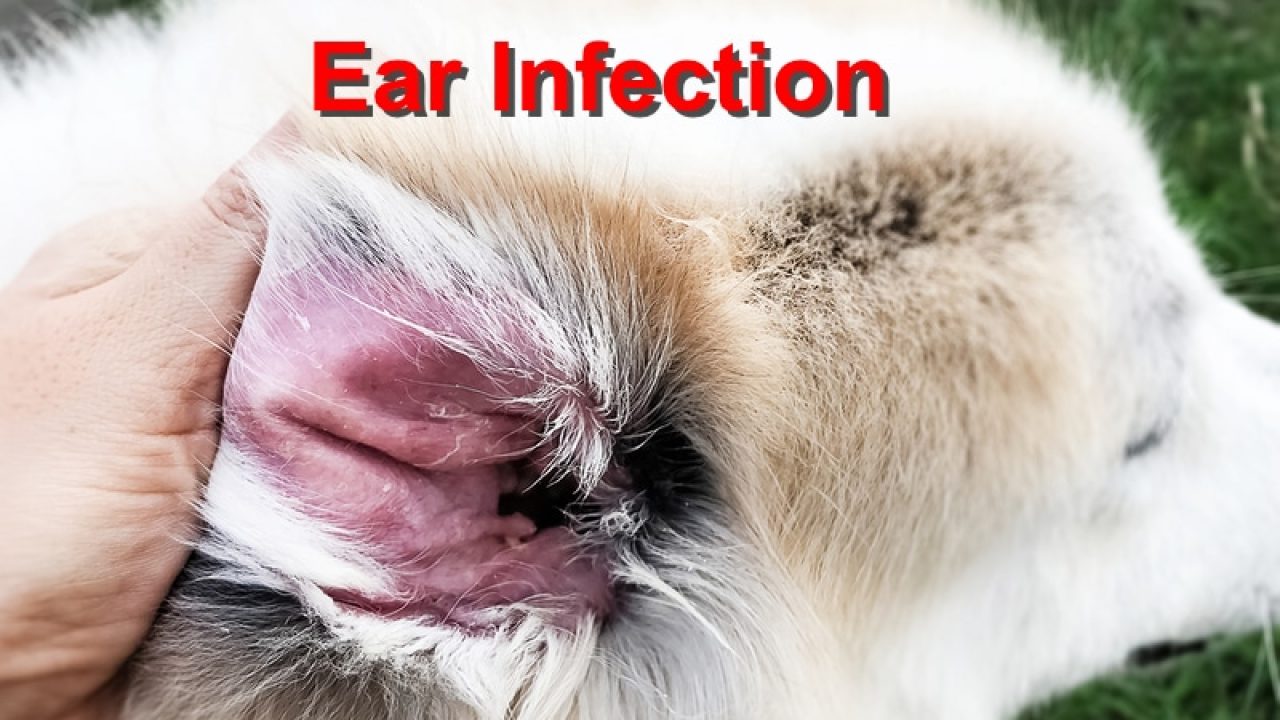 dog inflamed ear