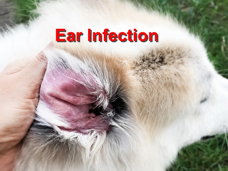 what does it look like when a dog has an ear infection