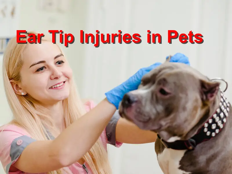 Read more about the article Ear Tip Injuries in Pets