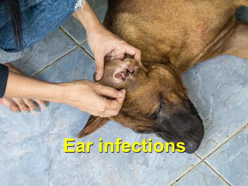 Read more about the article Ear infections and Dogs