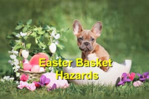 Easter Basket Hazards That Land Pets in ER