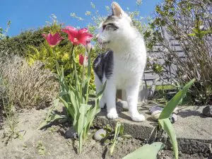 Read more about the article Easter lilies and cats