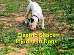 Read more about the article Electric Shock Injuries in Dogs