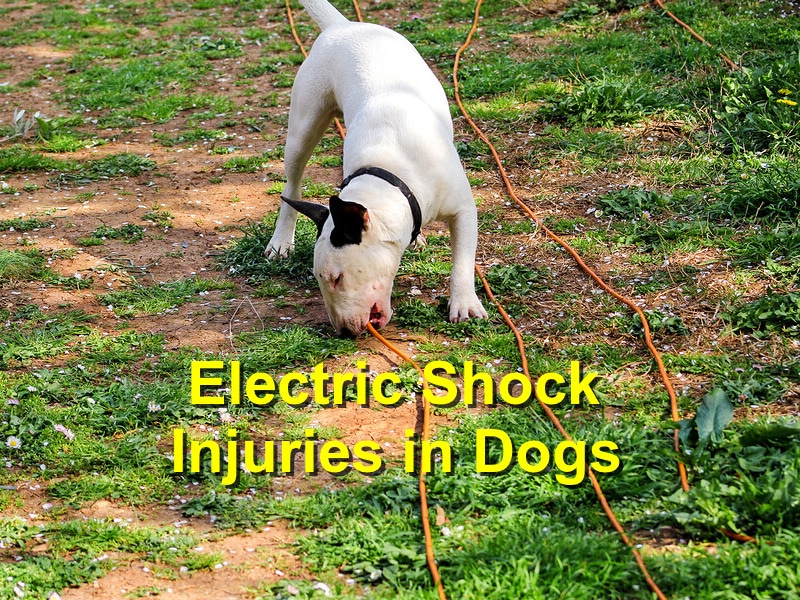 what happens when a dog gets shocked