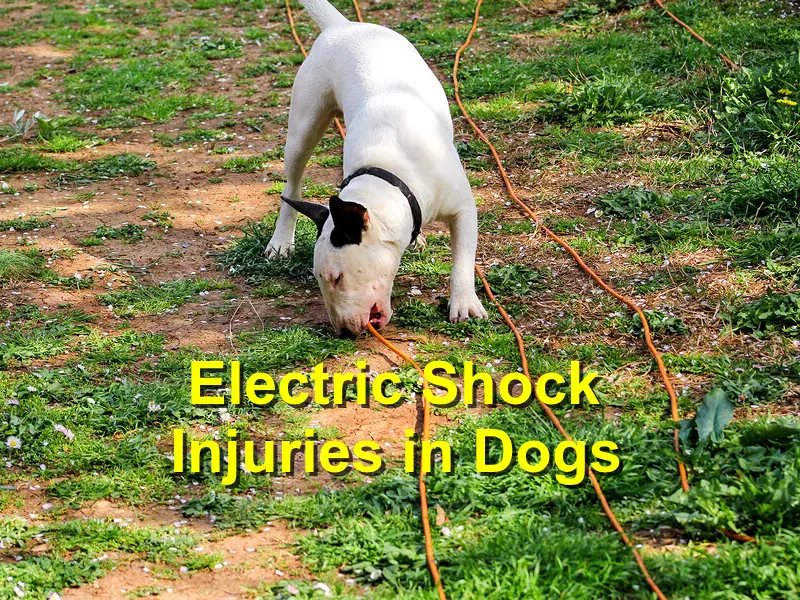 You are currently viewing Electric Shock Injuries in Dogs