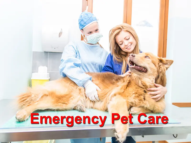 You are currently viewing Emergency Pet Care