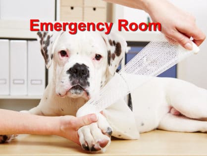 When To Take Your Dog To The Emergency Room Emergency