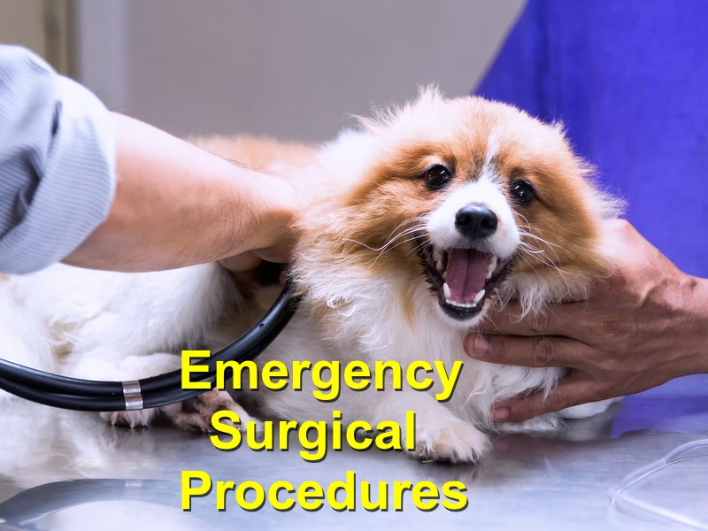 Read more about the article Emergency Surgical Procedures