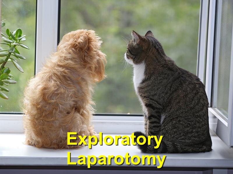 Read more about the article Exploratory Laparotomy