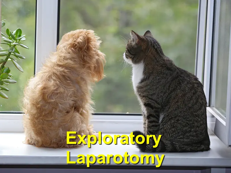 You are currently viewing Exploratory Laparotomy