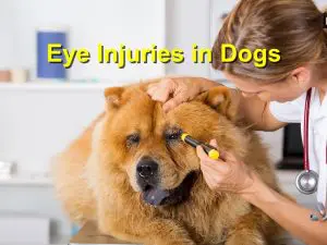 Read more about the article Eye Injuries in Dogs