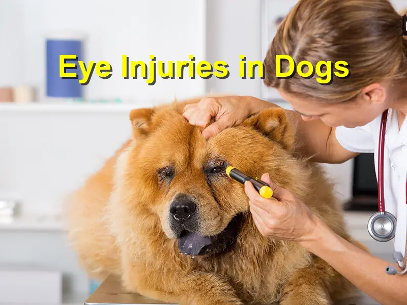 You are currently viewing Eye Injuries in Dogs