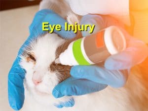 Eye Injury