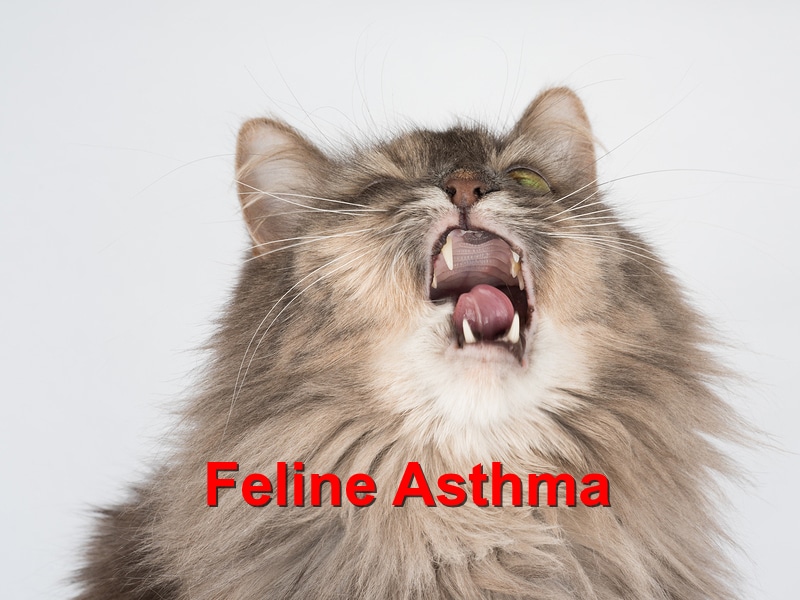 Read more about the article Recognizing and Managing Feline Asthma Emergencies