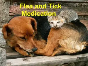 Read more about the article Flea and Tick Medication