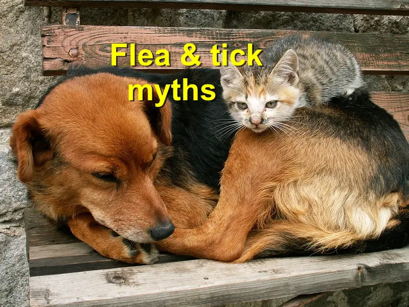 You are currently viewing Flea and tick myths