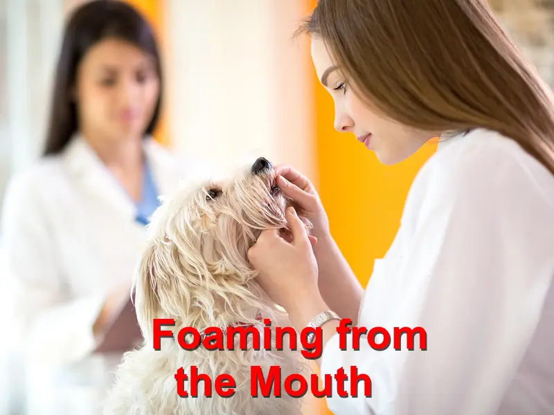 Read more about the article Foaming from the Mouth
