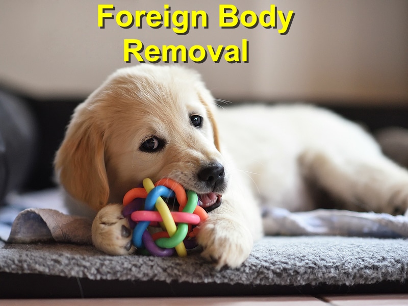 Read more about the article Gastrointestinal Foreign Body Removal