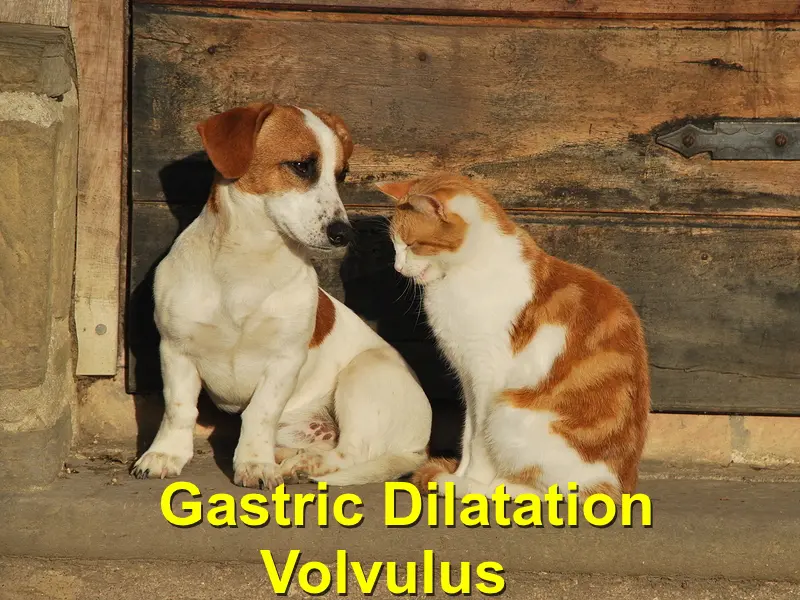 You are currently viewing Gastric Dilatation Volvulus